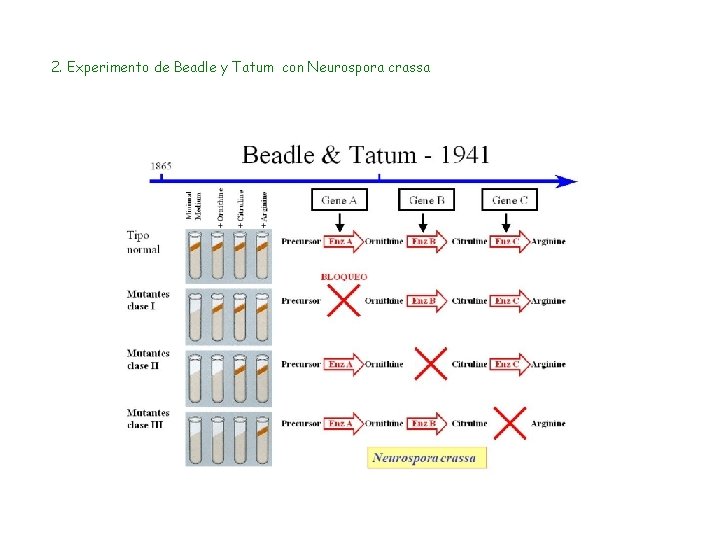 2. Experimento de Beadle y Tatum con Neurospora crassa 