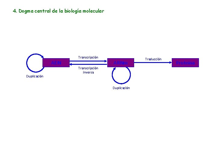 4. Dogma central de la biología molecular ADN Duplicación Transcripción inversa ARNm Duplicación Traducción