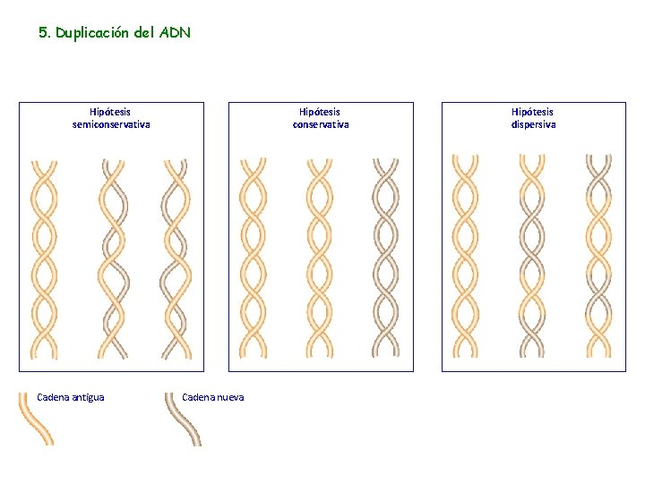 5. Duplicación del ADN Hipótesis semiconservativa Cadena antigua Hipótesis conservativa Cadena nueva Hipótesis dispersiva