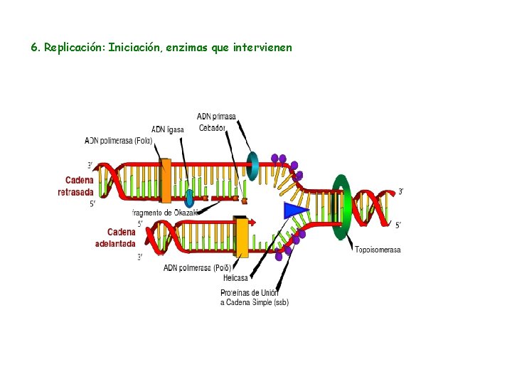 6. Replicación: Iniciación, enzimas que intervienen 