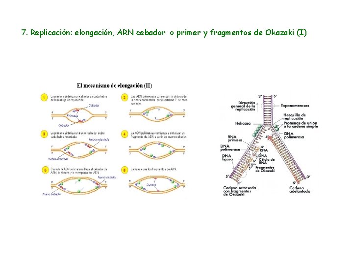 7. Replicación: elongación, ARN cebador o primer y fragmentos de Okazaki (I) 