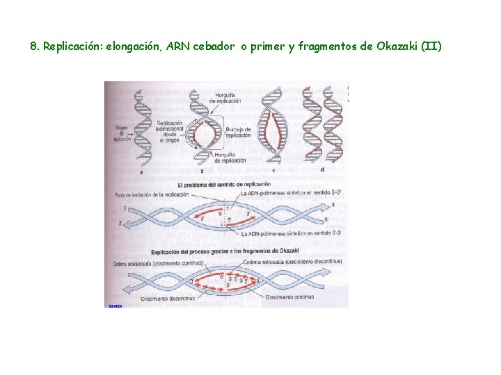 8. Replicación: elongación, ARN cebador o primer y fragmentos de Okazaki (II) 