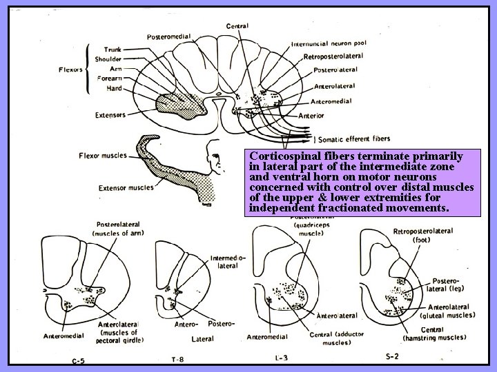 Corticospinal fibers terminate primarily in lateral part of the intermediate zone and ventral horn