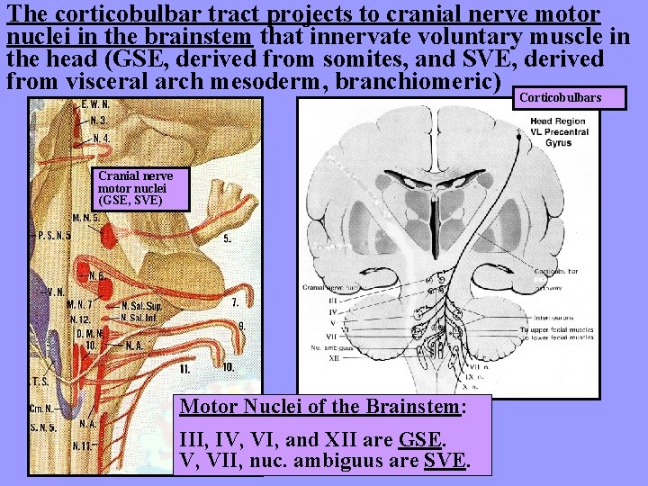 The corticobulbar tract projects to cranial nerve motor nuclei in the brainstem that innervate