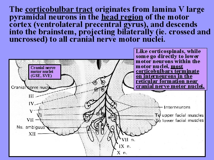 The corticobulbar tract originates from lamina V large pyramidal neurons in the head region