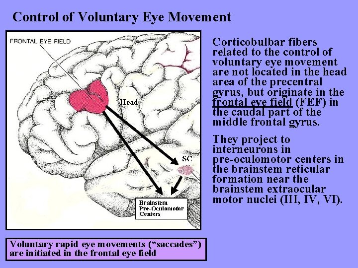 Control of Voluntary Eye Movement Head Voluntary rapid eye movements (“saccades”) are initiated in