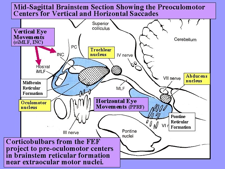 Mid-Sagittal Brainstem Section Showing the Preoculomotor Centers for Vertical and Horizontal Saccades Vertical Eye