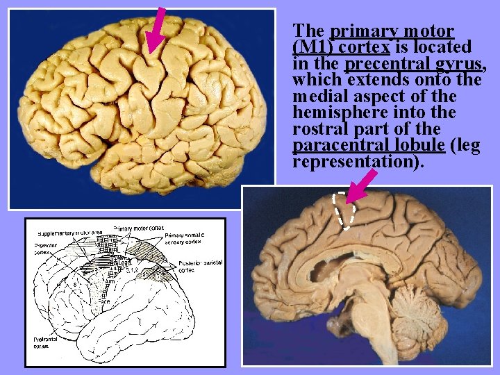 The primary motor (M 1) cortex is located in the precentral gyrus, which extends