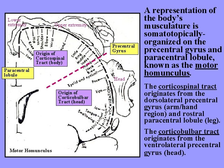 Lower extremity Upper extremity Origin of Corticospinal Tract (body) Paracentral lobule Head Origin of