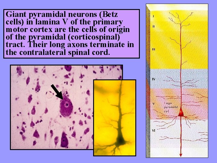 Giant pyramidal neurons (Betz cells) in lamina V of the primary motor cortex are