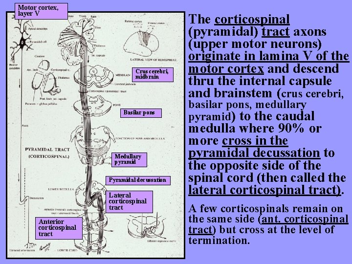 Motor cortex, layer V Crus cerebri, midbrain Basilar pons Medullary pyramid Pyramidal decussation Lateral