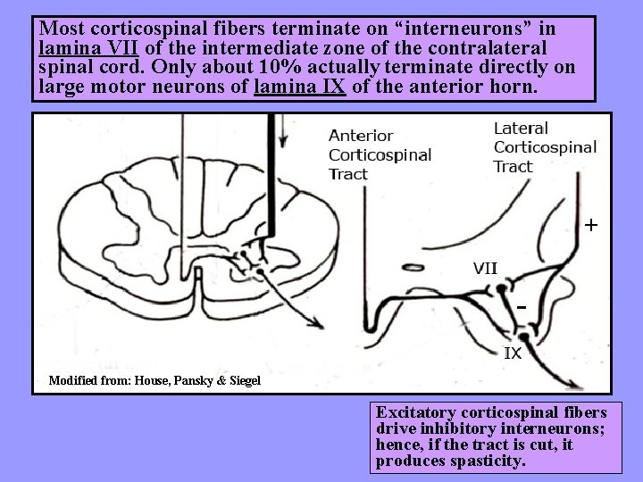 Most corticospinal fibers terminate on “interneurons” in lamina VII of the intermediate zone of
