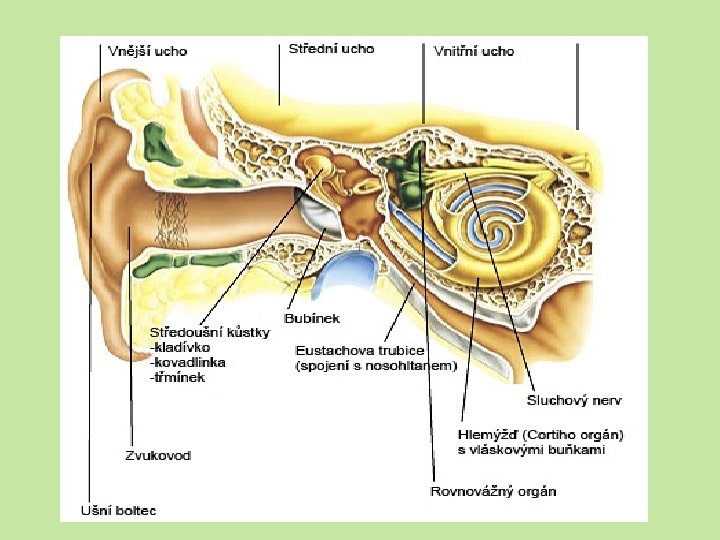 Stavba ucha: 