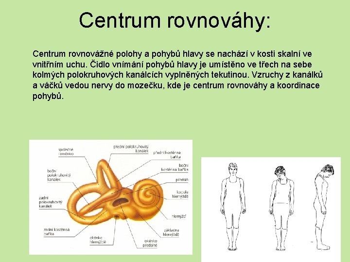 Centrum rovnováhy: Centrum rovnovážné polohy a pohybů hlavy se nachází v kosti skalní ve