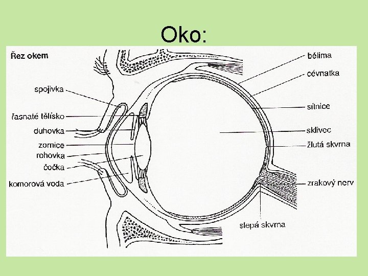 Oko: 