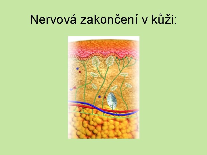 Nervová zakončení v kůži: 