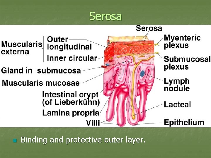 Serosa n Binding and protective outer layer. 