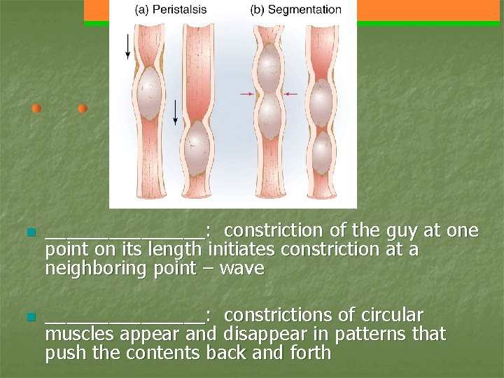 n n ________: constriction of the guy at one point on its length initiates