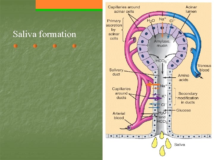 Saliva formation 