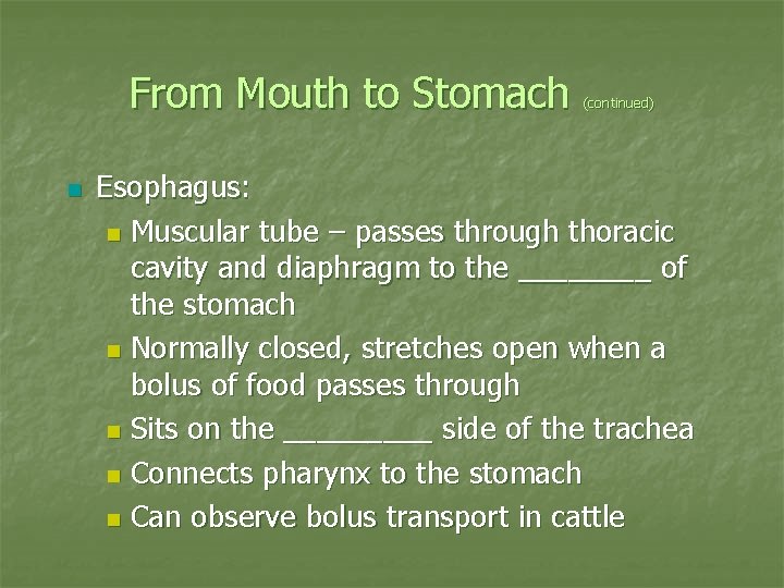From Mouth to Stomach n (continued) Esophagus: n Muscular tube – passes through thoracic