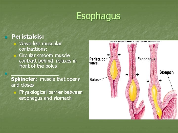 Esophagus n Peristalsis: Wave-like muscular contractions: n Circular smooth muscle contract behind, relaxes in