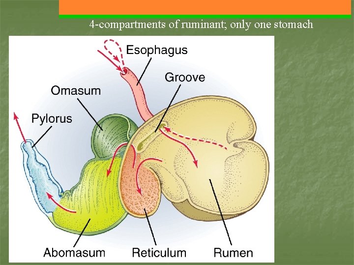 4 -compartments of ruminant; only one stomach 