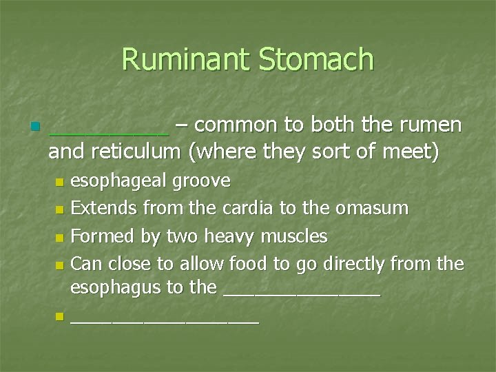 Ruminant Stomach n _____ – common to both the rumen and reticulum (where they