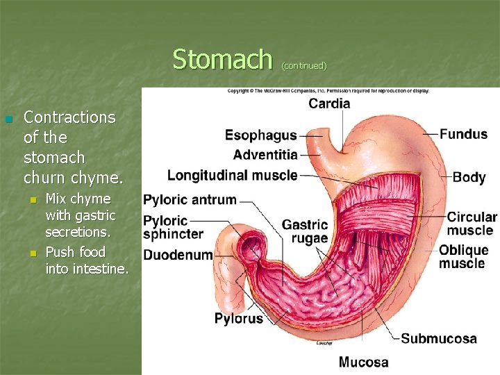 Stomach n Contractions of the stomach churn chyme. n n Mix chyme with gastric