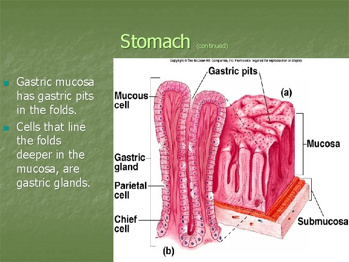 Stomach n n Gastric mucosa has gastric pits in the folds. Cells that line