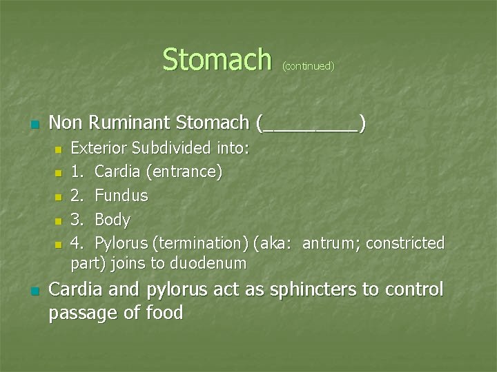 Stomach n Non Ruminant Stomach (_____) n n n (continued) Exterior Subdivided into: 1.