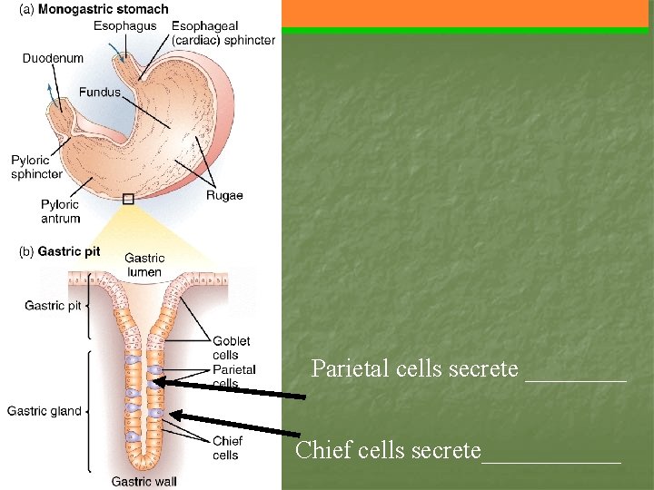 Parietal cells secrete ____ Chief cells secrete______ 