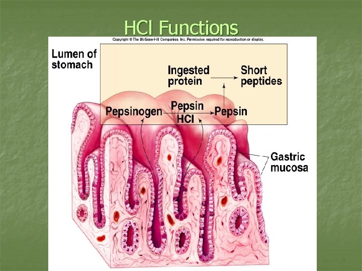 HCl Functions Insert fig. 18. 9 