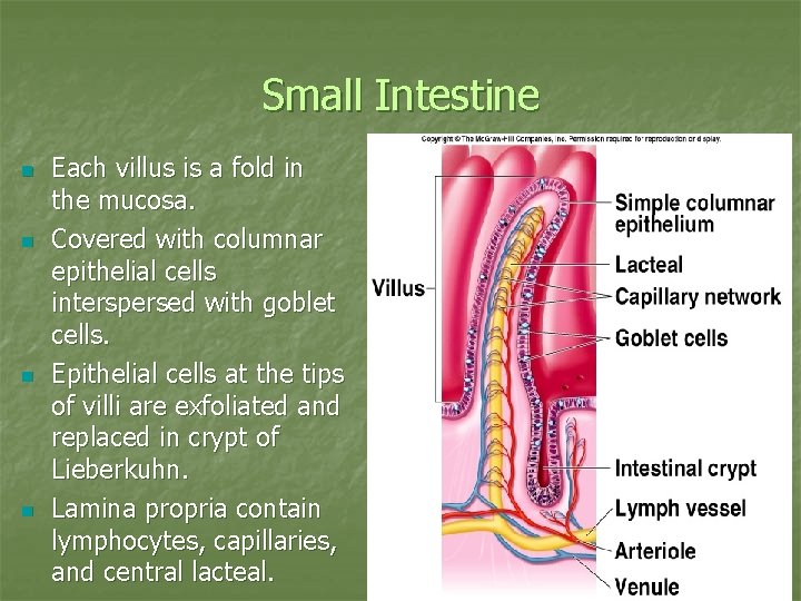 Small Intestine n n Each villus is a fold in the mucosa. Covered with