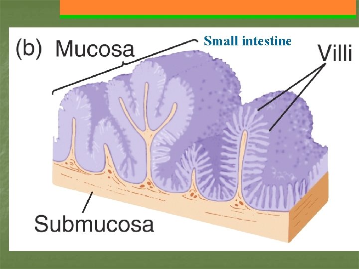 Small intestine 