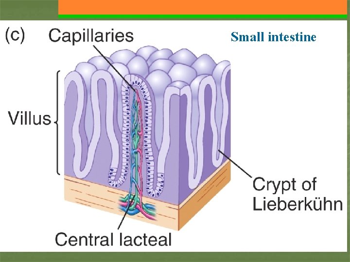 Small intestine 