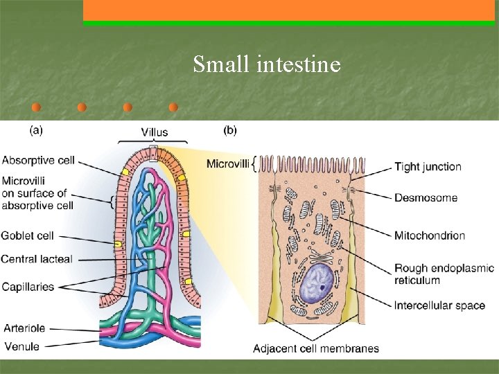 Small intestine 