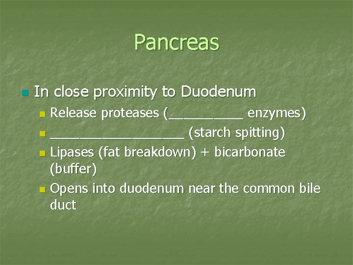 Pancreas n In close proximity to Duodenum Release proteases (_____ enzymes) n _________ (starch