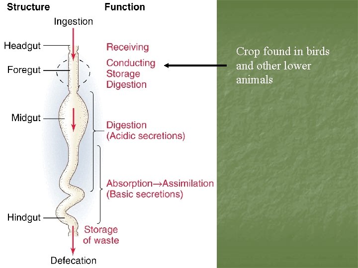 Crop found in birds and other lower animals 