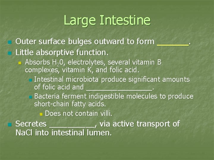 Large Intestine n n Outer surface bulges outward to form ______. Little absorptive function.