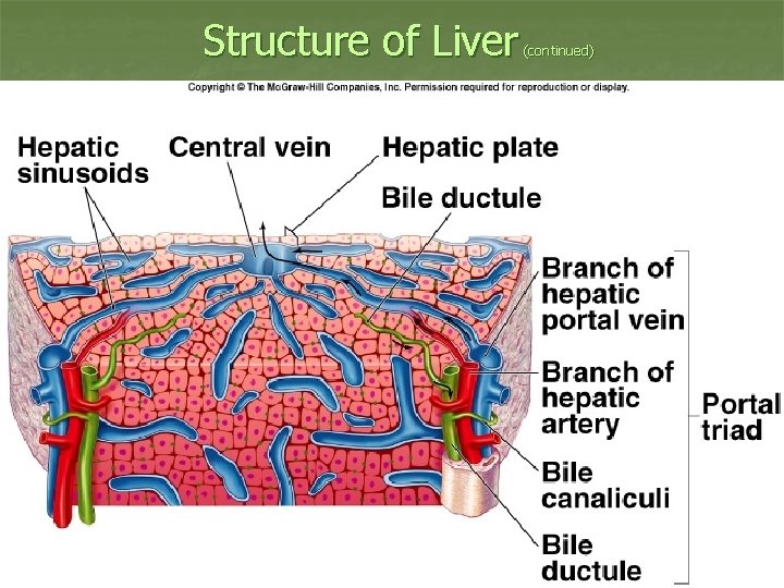 Structure of Liver (continued) Insert fig. 18. 20 