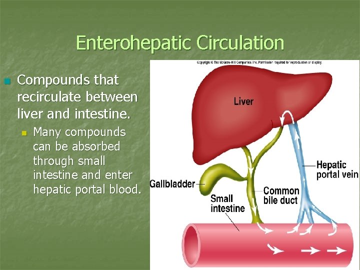 Enterohepatic Circulation n Compounds that recirculate between liver and intestine. n Many compounds can