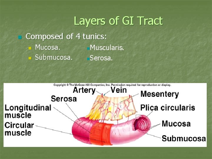 Layers of GI Tract n Composed of 4 tunics: n n Mucosa. Submucosa. Muscularis.