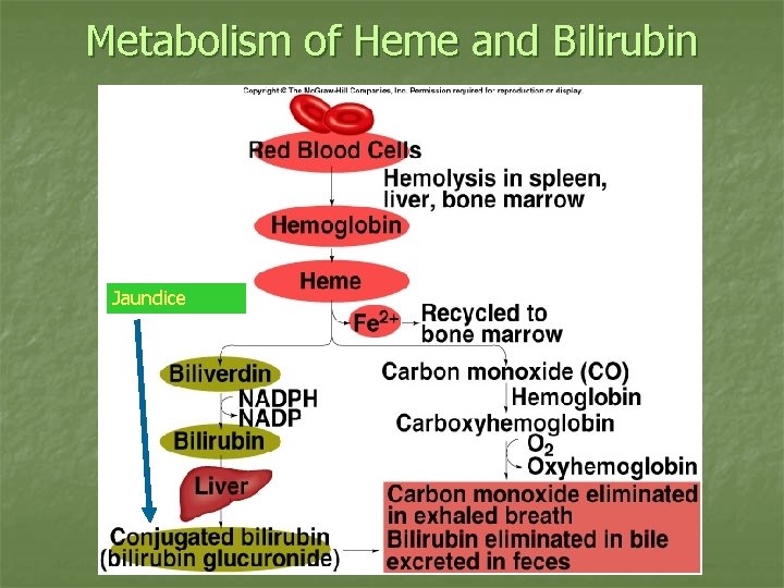 Metabolism of Heme and Bilirubin Insert fig. 18. 23 Jaundice 