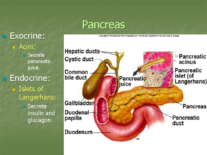 n Exocrine: n Acini: n n Secrete pancreatic juice. Endocrine: n Pancreas Islets of