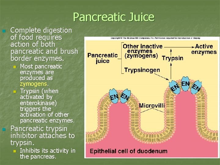 Pancreatic Juice n Complete digestion of food requires action of both pancreatic and brush