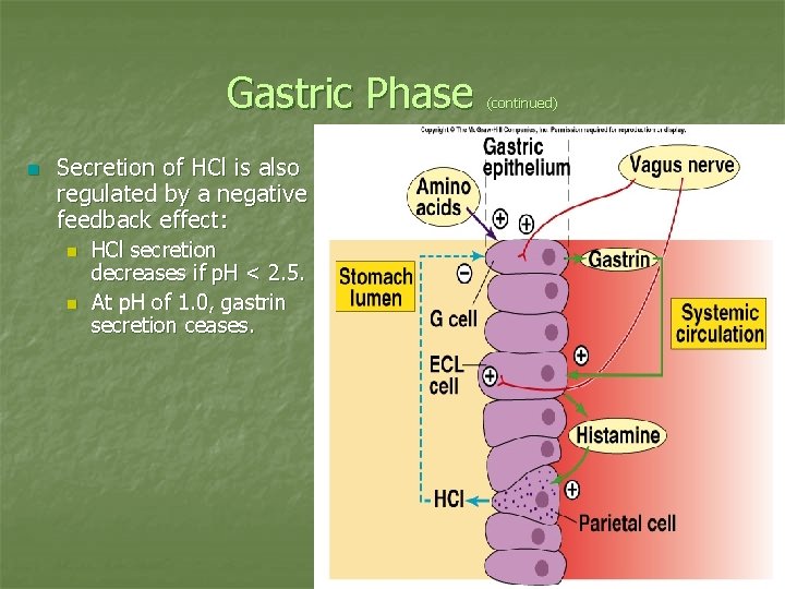 Gastric Phase n Secretion of HCl is also regulated by a negative feedback effect: