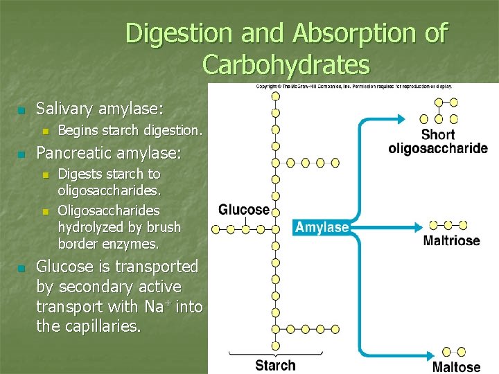 Digestion and Absorption of Carbohydrates n Salivary amylase: n n Pancreatic amylase: n n