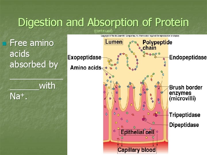 Digestion and Absorption of Protein (continued) n Free amino acids absorbed by ______with Na+.