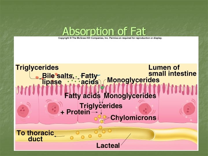 Absorption of Fat Insert fig. 18. 36 