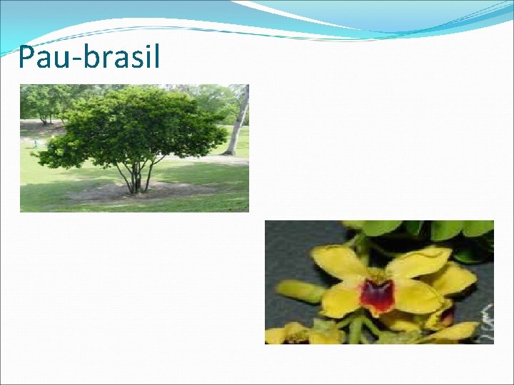 Pau-brasil 
